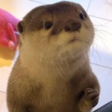 profile_image