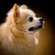 profile_img