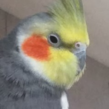 profile_img